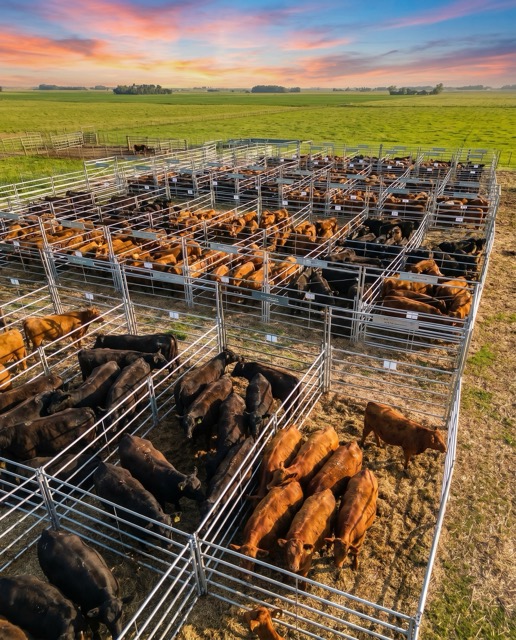 Equipamiento ganadero en acero galvanizado de Lotoi Campo